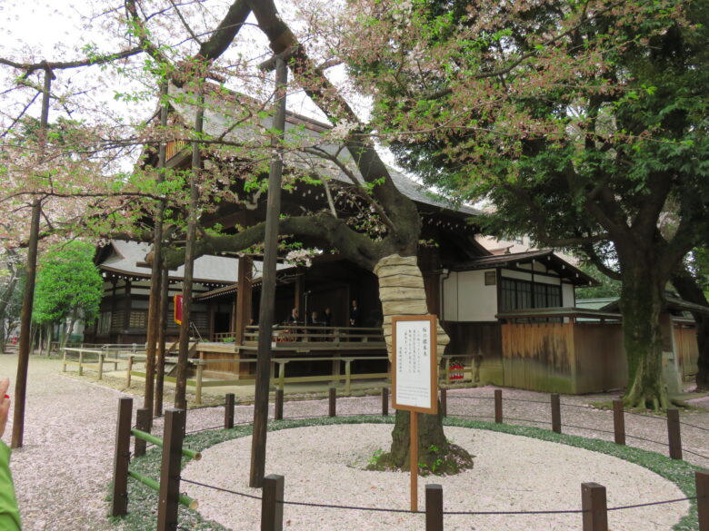 外濠公園 靖国神社近くにあるお花見の穴場