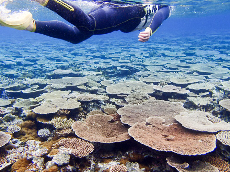 サンゴ礁とシュノーケリング