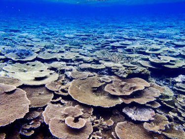 日本最大規模の珊瑚礁群の宮古島で、シュノーケリングを体験しよう！