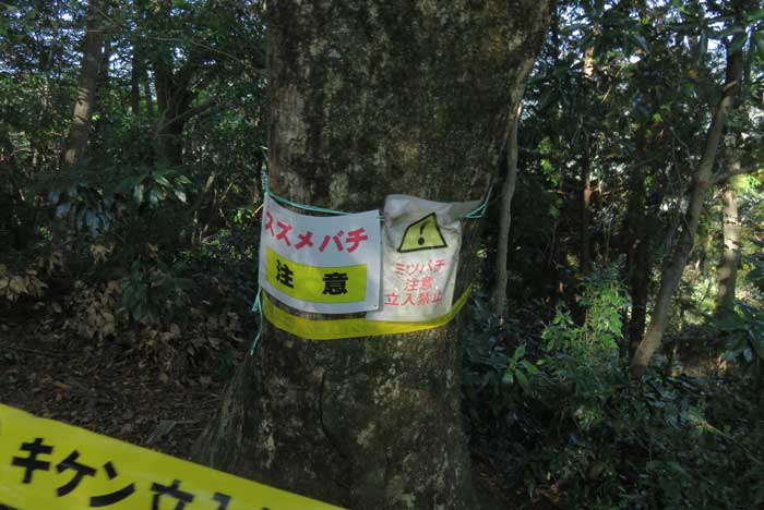 高尾山　スズメバチ注意