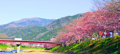 河津桜と来宮橋