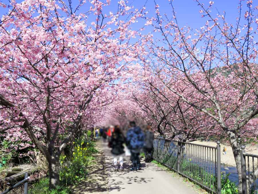 河津桜おすすめ撮影スポットは？駐車場・トイレは?